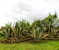 Image result for Agavaceae