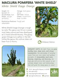 Image result for Maclura