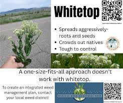 Image result for Crassocephalum ducis-aprutii