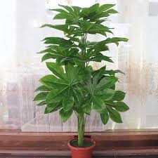 Mit diesen pflegetipps gelingt die kultur im kübel. Made In China Kunstliche Papaya Baum Indoor Dekorative Papaya Baum Zu Pflanzen Buy Kunstliche Papaya Baum Handgemachte Kunstliche Pflanze Baum Papaya Baume Kunstliche Anlage Verkauf Kunstliche Indoor Pflanzen Product On Alibaba Com