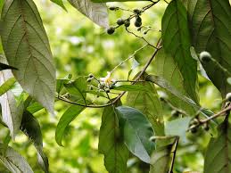 Image result for Exochaenium baumianum