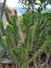 Image result for Austrocylindropuntia
