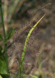 Image result for Capillipedium