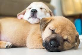However too much could indicate a health problem. How Much Do Puppies Sleep Daily Paws