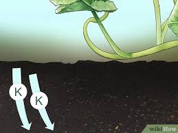 How to add potassium to garden. 3 Ways To Add Potassium To An Organic Garden Wikihow
