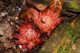 Image result for Thonningia