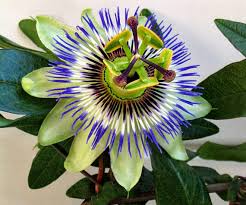 Blue Passion Flower 5 Seeds Passiflora Caerulea Etsy Passion Flower Blue Passion Flower Passiflora Caerulea