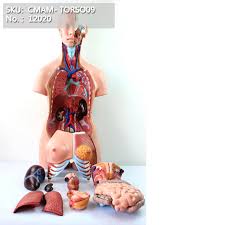 So, explore the human body with various diagram of human body with the description of objects in the body like never before! Science Nature 4d Master Human Anatomy Half Cleared Pregnancy Torso Anatomy Model 1 6 41parts Labaguettepattaya Com