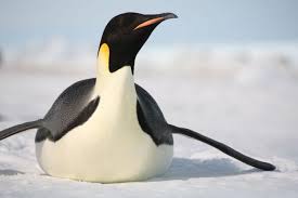 Check spelling or type a new query. Animale Cu Sange Cald Este Exemple De Animale Cu Sange Cald