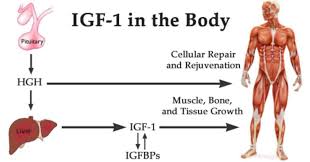 When it comes to all the questions that are frequently asked about hgh supplements, quantifying gh results is the most human growth hormone is still undergoing several research studies to prove that it is truly beneficial and with little adverse side effects. Igf 1 Vs Hgh Human Growth Hormone Hgh Bloj Medical Health Institute