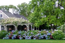 Hydrangeas And Climbing Roses Beautiful Landscape With Hydrangeas And Roses Calling It Home Nantucket Cottage Garden Hydrangea Garden Beautiful Gardens