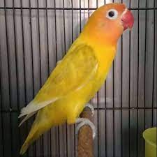 Maybe you would like to learn more about one of these? Burung Lovebird Paskun Shopee Indonesia