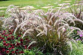 Maybe you would like to learn more about one of these? Fountain Grass Pennisetum Setaceum At Tagawa Gardens Fountain Grass Low Water Gardening Pennisetum Setaceum
