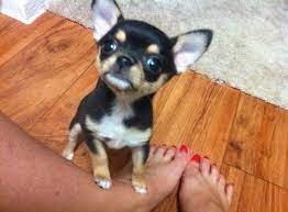 Dallas Tx Teacup Chihuahua Puppies For Sale Dallas Texas Breeder Chihuahua Puppies For Sale Teacup Chihuahua Puppies Chihuahua Puppies