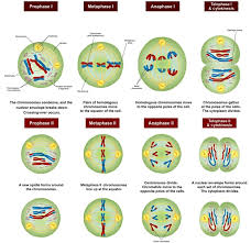 Meiosis Definition Stages Function And Purpose Biology