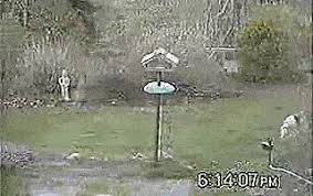 The pestbye motion activated sprinkler is safe pest repllant will keep most animals away from your lawn and garden including cats, squirrels, mice and more (not available at home depot, walmart, or lowes). This Motion Activated Sprinkler Repeller Keeps Animals Out Of Your Garden