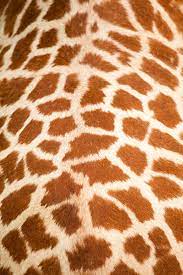 Maybe you would like to learn more about one of these? Giraffe Skin Pattern Free Stock Photo Public Domain Pictures