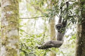 Pengertian flora dan fauna secara sederhana flora adalah tanaman dan fauna adalah hewan dan dengan berbagai jenis pengelompokannya. Flora Dan Fauna Khas Banten Halaman All Kompas Com