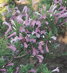 Image result for Ozoroa longipes