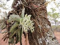 Image result for Cyrtorchis neglecta