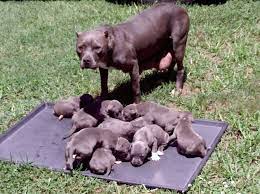 We did not find results for: Rassehunde Pit Bull Kleinanzeigen Rassehunde Pit Bull Annoncen Rassehunde Pit Bull Inserate Rassehunde Pit Bull Anzeigenmarkt Rassehunde Pit Bull Marktplatz