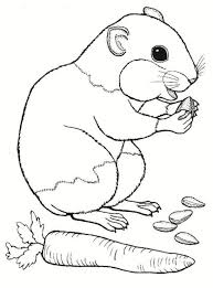 Hamster Ausmalbilder Ausmalbilder Hamster Ausmalbilder Ausmalen Hamster