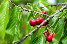 Standard cherry trees however, tend to have a very straight trunk. Cherries How To Plant Grow And Harvest Cherries The Old Farmer S Almanac