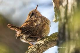 Nature S Way Michael Runtz Interesting Birds Sighted In Arnprior Pakenham On Boxing Day Column From Arnprior Chronicle Guide Nature Christmas Bird Arnprior
