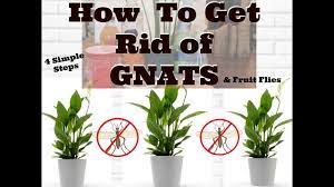 How do you kill gnats on plants? How To Get Rid Of Gnats In Houseplants Youtube