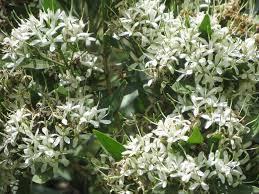 Image result for Pavetta uniflora