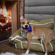 For dogs that are jumping on people, biting, or chewing on things, training can be a great help. Dog Training Camps Smart Dogs Training And Lodging
