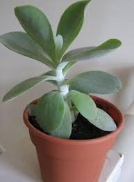 Flapjacks kalanchoe kalanchoe thyrsiflora _. Help Id My Paddle Plant And Why Is It Drooping