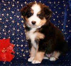 Toy Mini Australian Shepherd Pups For Sale Co Tug Yurhart Australian Shepherd Puppies Mini Australian Shepherds Australian Shepherd