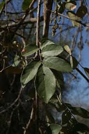 Image result for Philenoptera bussei