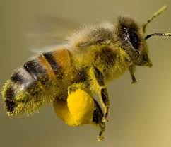 Oak and birch trees grown from. Testing For Pure Honey Itaiwan Farm çˆ±å°æ¹¾å†œåœº Bee Keeping Bee Honey Bee