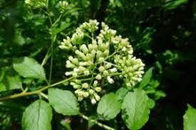 Image result for Microglossa