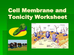 By controlling what goes in and out, the cellmembrane helps regulate. Ppt Cell Membrane And Tonicity Worksheet Powerpoint Presentation Free Download Id 2973492