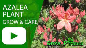 Azalea Grow Care Plant Information Climate Hardiness Zone Uses Growth Speed Water Requirement Easy Plants To Grow Growing Plants Fast Growing Plants