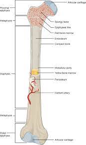 Explain the role of the different tissue and cell types in bone. Central Canals Are Found In Spongy And Compact Bone