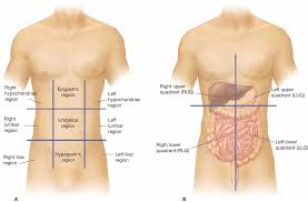 Start studying 4 quadrants organs. Body Regions Anatomy Koibana Info Anatomy Organs Anatomy Anatomy And Physiology