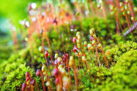Mood moss flowers on beechwood avenue ottawa offers flower deliver and has over 35 years combined floral design we hope our creations brought you as much joy as they did to us! Moss Flowers Photograph By Yuka Ogava