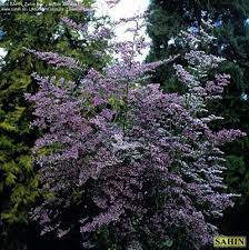 Caspia Is Typically Used As A Filler Like Baby S Breath But I Believe It Would Be Beautiful Bunched In A Mason Jar Green Event Babys Breath Flowers