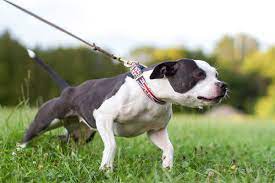 Professional dog trainer explains why dogs pull on the leash and how to stop it Dog Behavior My Dog Pulls On The Leash Fear Free Happy Homes
