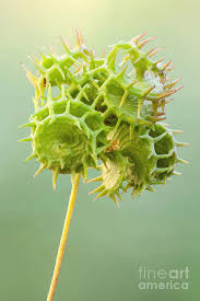 Image result for Medicago polymorpha