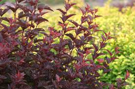 My ninebark 'diablo' is in its forth year in a sunny location with clay soil. Diablo Ninebark Plants Are Part Of The Rose Family