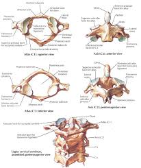 Maybe you would like to learn more about one of these? Cervicales Hautes Atlas Axis Anatomy Bones Osteopathy Human Skeletal System