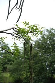 Image result for Radermachera xylocarpa