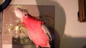 Birds Dancing To Music Rose Breasted Cockatoo Or Galah Dances To Gangnam Style On Dwts Rosie Loves To Dance I Did Not Teach Him To Do T Funny Parrots Cockatoo Pet Birds
