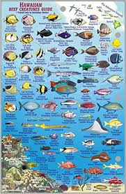 maui hawaii map reef creatures guide franko maps laminated