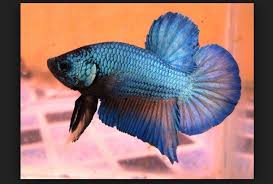 Jenis ikan cupang disini adalah jenis yang populer yang ada dikalangan masyarakat. Ikan Cupang Giant Sejarah Dan Cara Merawatnya